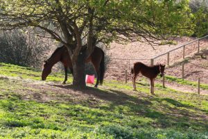 view of the horses from hilltop auto